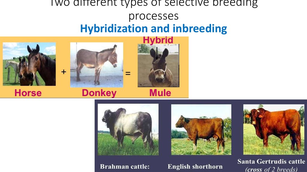 10+ Artificial Selection Techniques For Improved Breeds