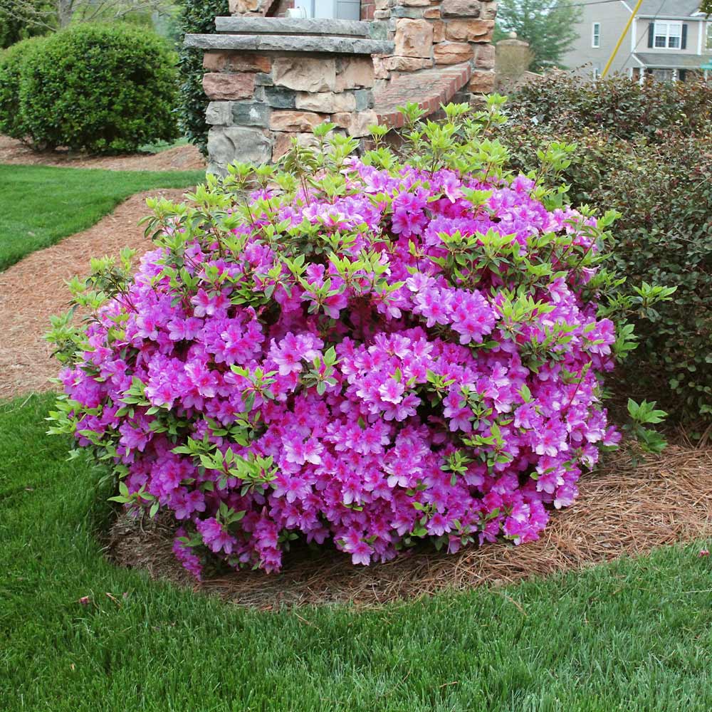 10+ Azalea Planting Secrets For Beautiful Blooms