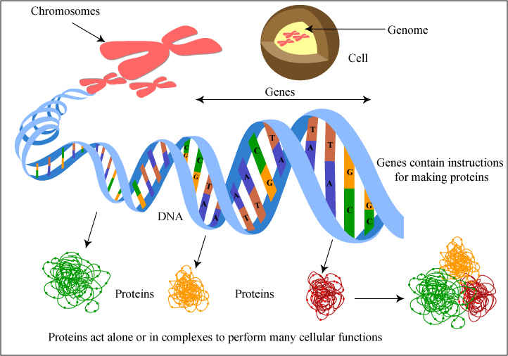 10+ Backbone Secrets For Dna Stability