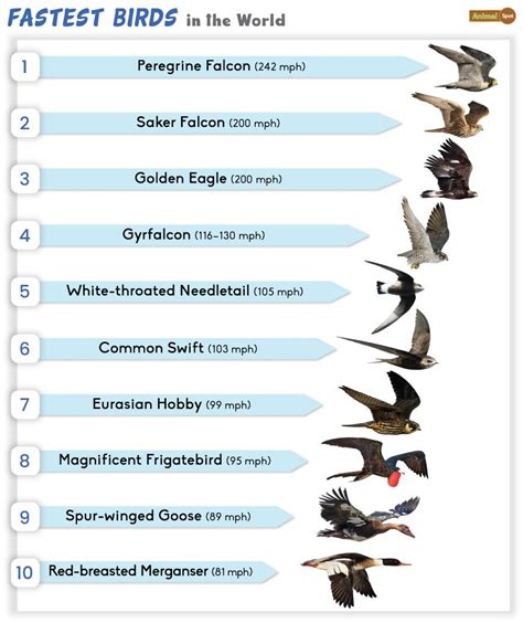 10 Bird Speeds That Reveal Fastest Flyers