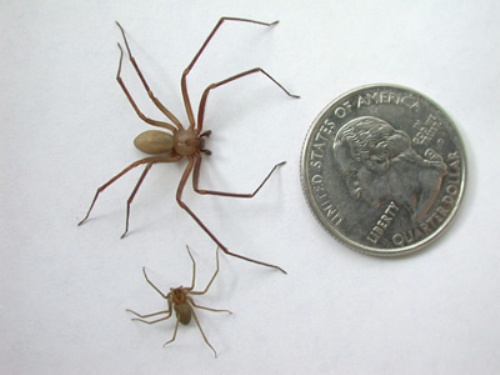 10 Brown Recluse Spider Facts For Safety