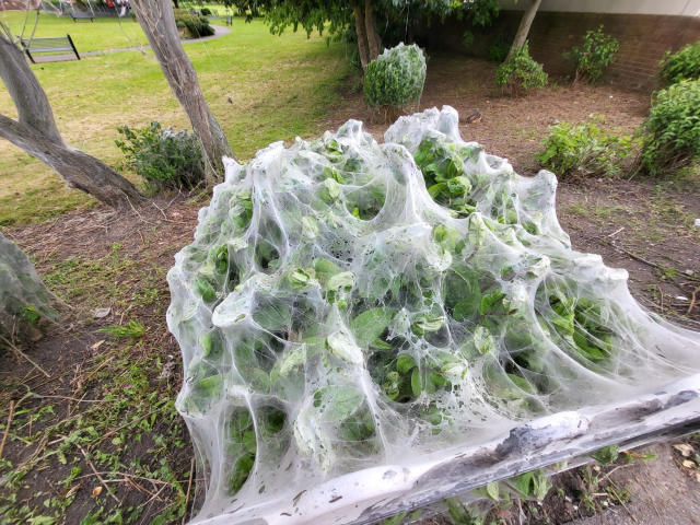 10 Caterpillars In Webs Tips To Ensure Safe Bushes 10 Caterpillars In Webs Tips To Ensure Safe Bushes