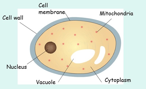 10+ Eukaryotic Benefits Of Fungal Cells Explained
