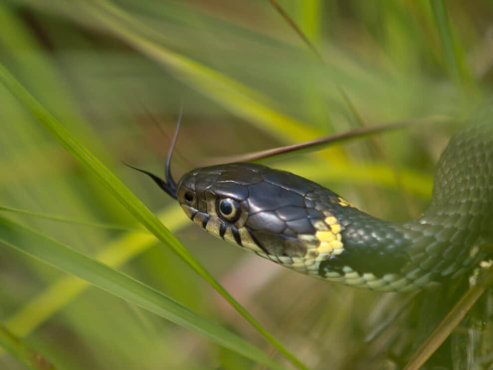 10+ Natural Snake Repellents That Really Work