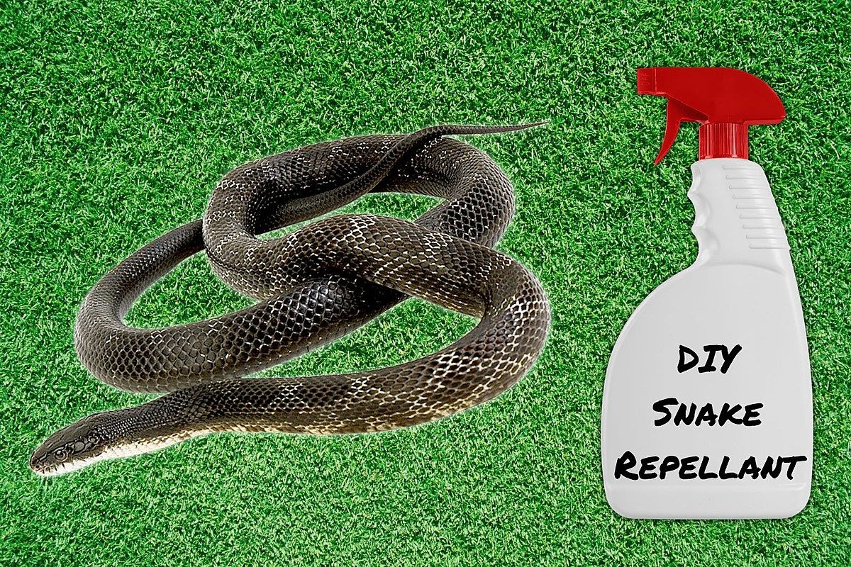 10+ Natural Snakes Repellent Tips For Yard Protection