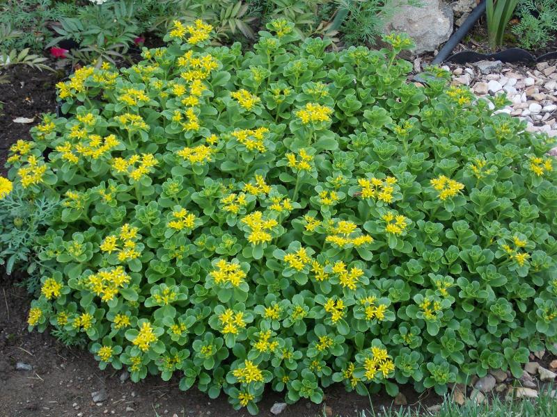 10+ Propagating Secrets For Lush Groundcover