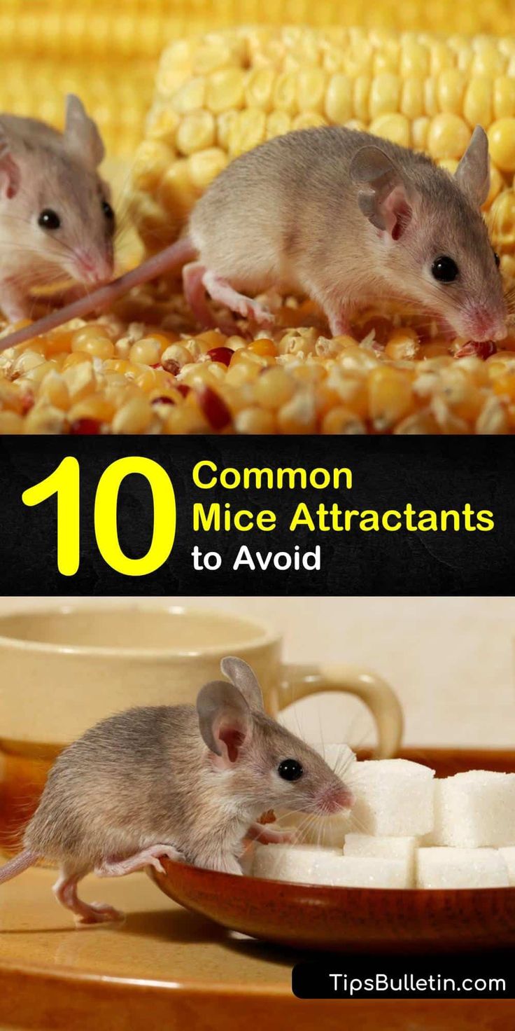 10 Roach Attractants To Avoid Now