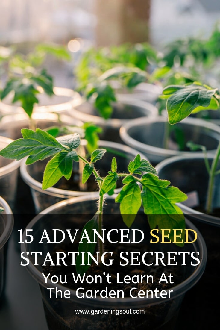 10+ Seed Starting Secrets For Faster Growth