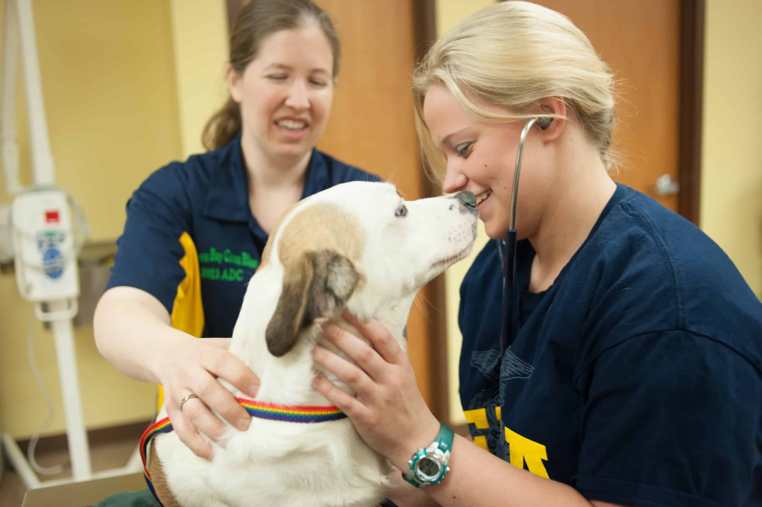 10 Veterinary Technician Tips For Career Success
