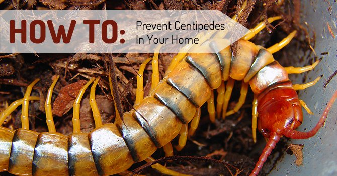 10+ Ways To Prevent House Centipedes Forever