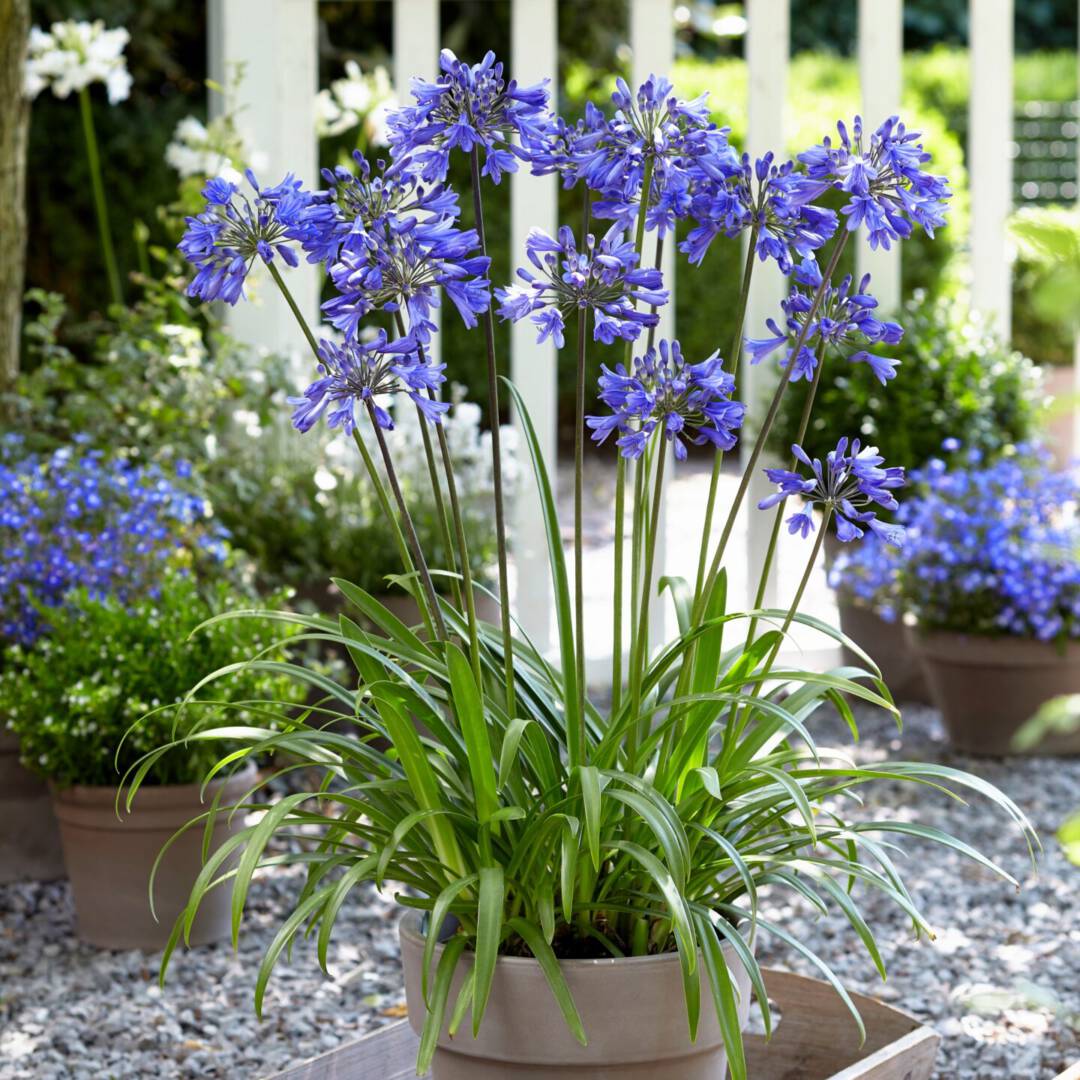 12+ Agapanthus Ever Sapphire Growing Secrets