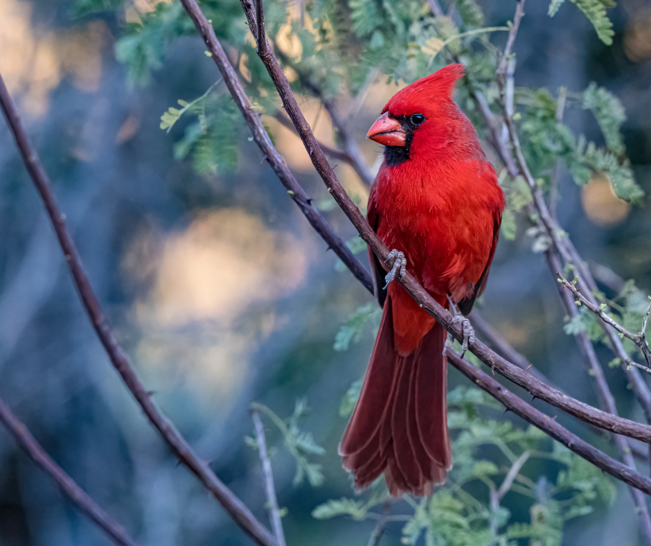 12+ Bird Feeding Secrets For Optimal Health