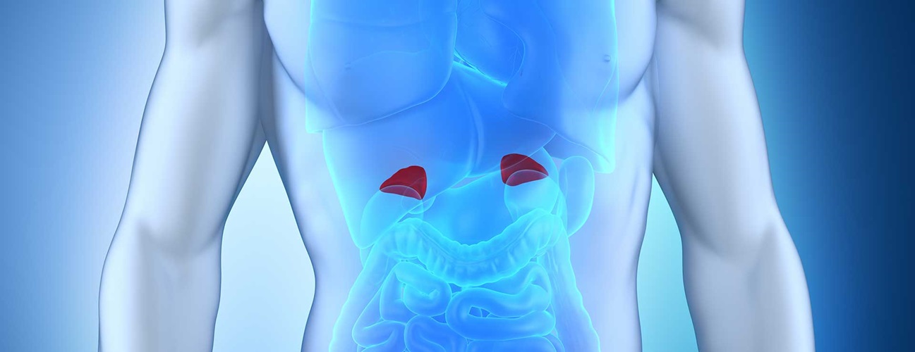 12 Bone Medulla Facts For Better Health