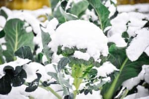 12 Broccoli Cold Tolerance Tips For Better Harvests