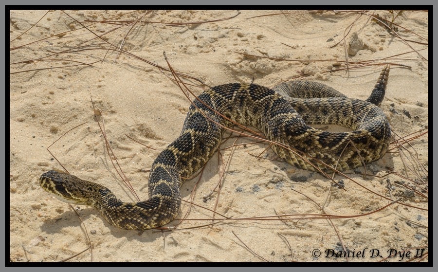12 Florida Non Venomous Snakes Pictures Identified