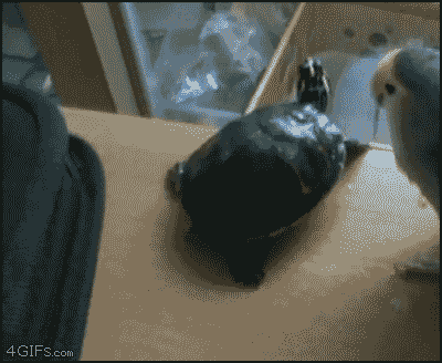 12+ Funniest Skylar Snow Gifs Guaranteed
