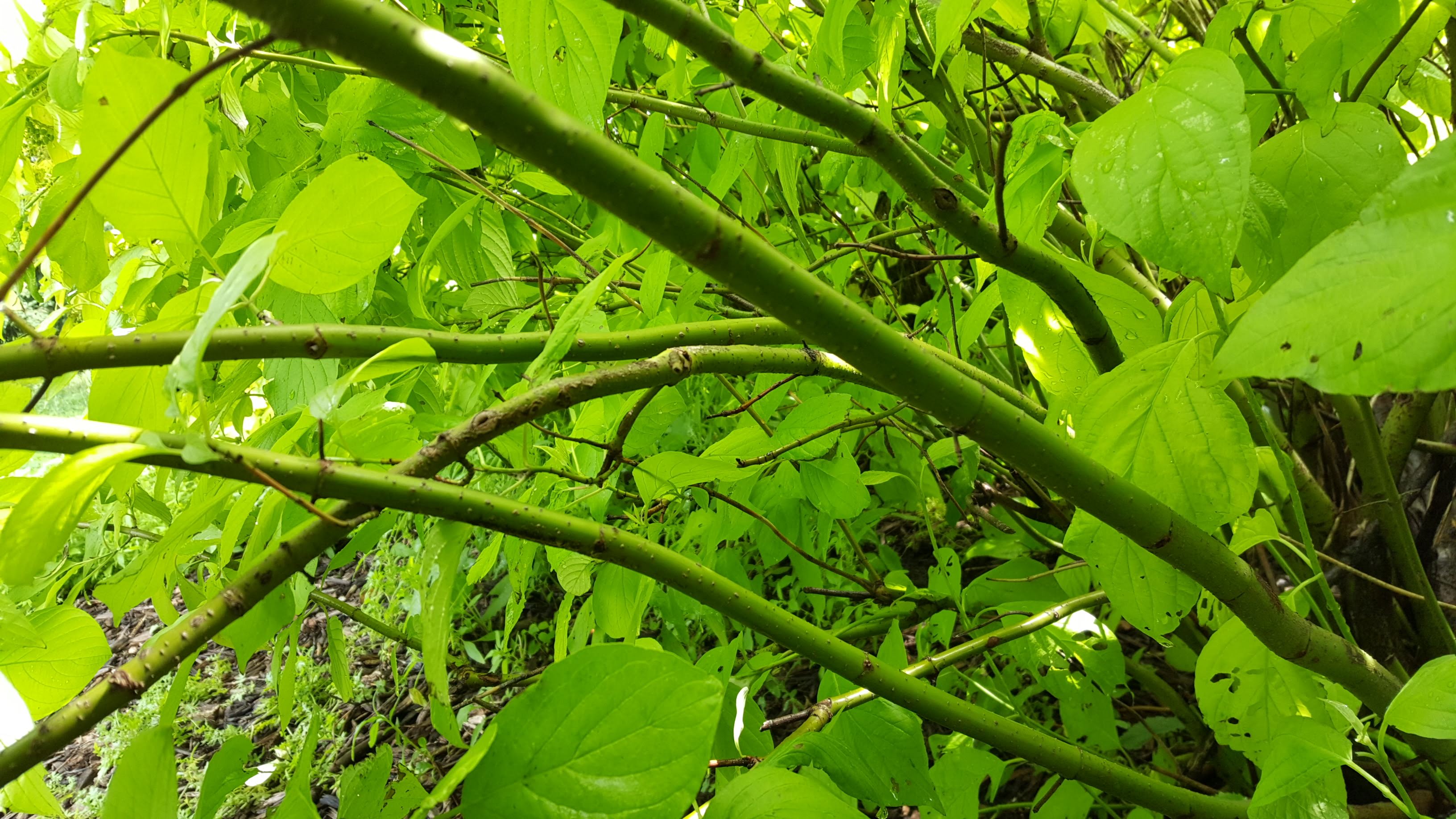12 Garden Glow Dogwood Tips For Vibrant Growth