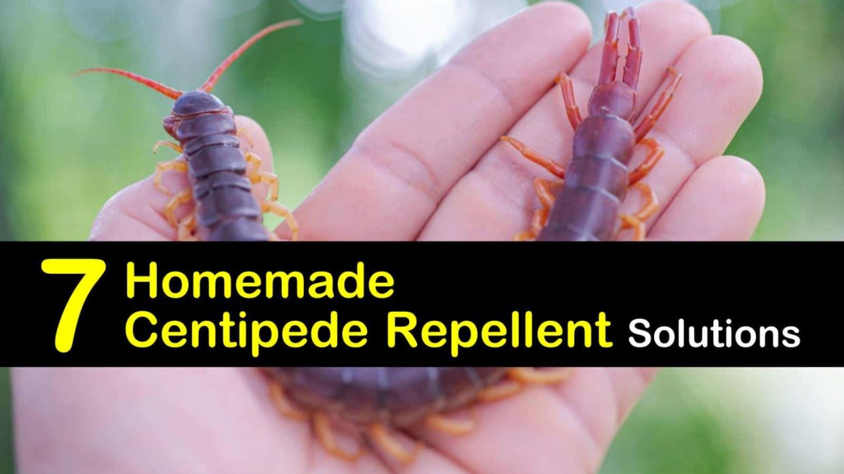 12 House Centipede Tips To Keep Them Away