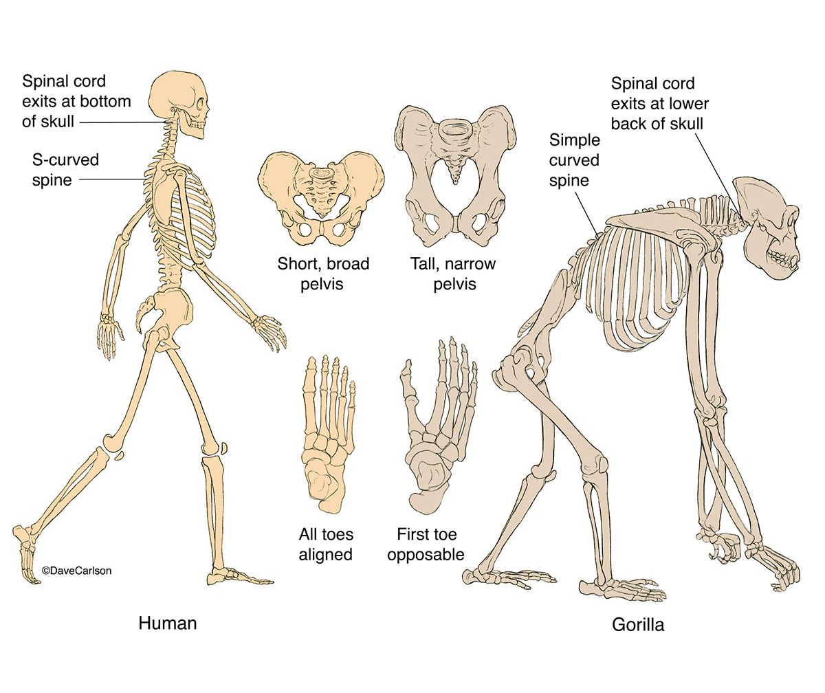 12+ Human Vs Animal Bones Key Differences