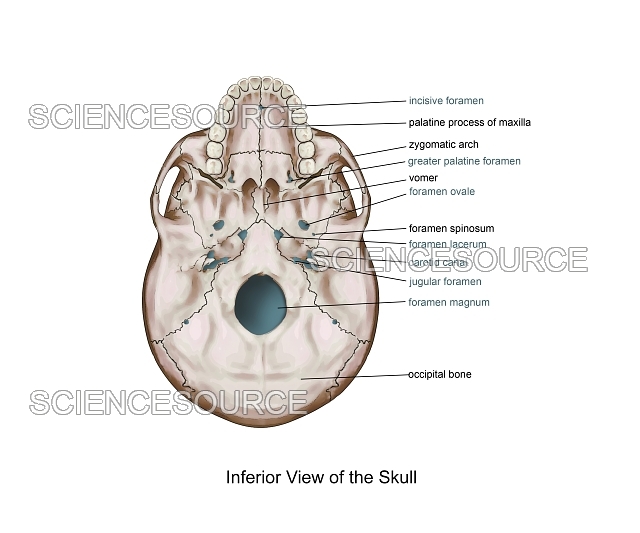 12 Inferior Skull Labeled Diagrams For Easy Study