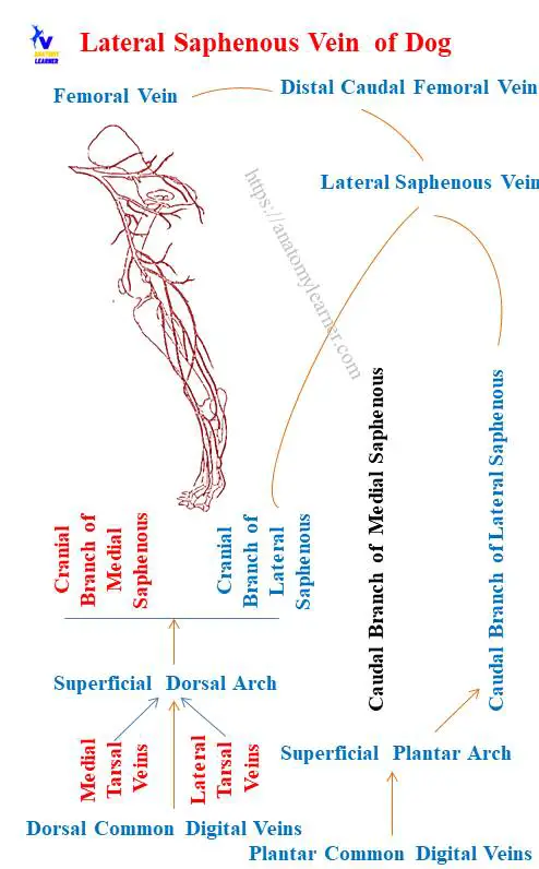 12+ Medial Saphenous Vein Tips For Dog Owners