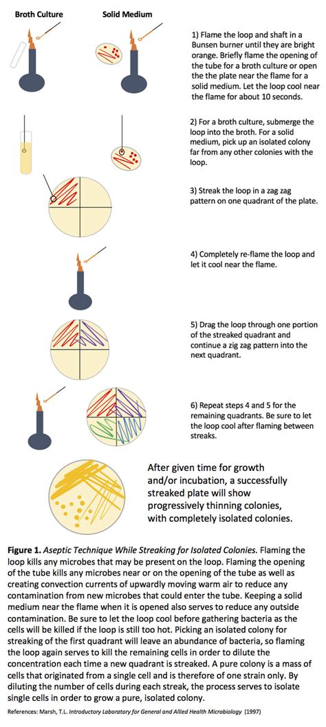 12 Pure Culture Microbiology Techniques For Accuracy