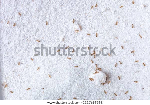 12+ Small Bugs In Flour Fixes For Homeowners