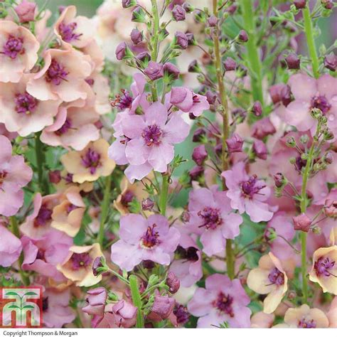 12 Southern Charm Hybrid Verbascum Secrets To Boost Blooms