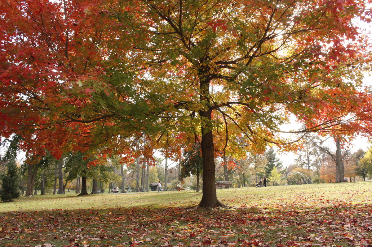 12+ Springfield Attractions At Phelps Grove