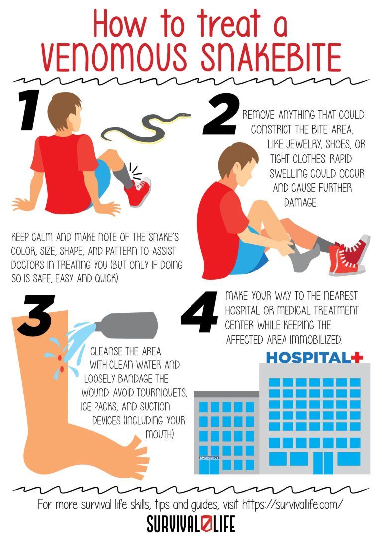 12+ Venomous Snake Bites In Georgia Prevention Tips 12+ Venomous Snake Bites In Georgia Prevention Tips