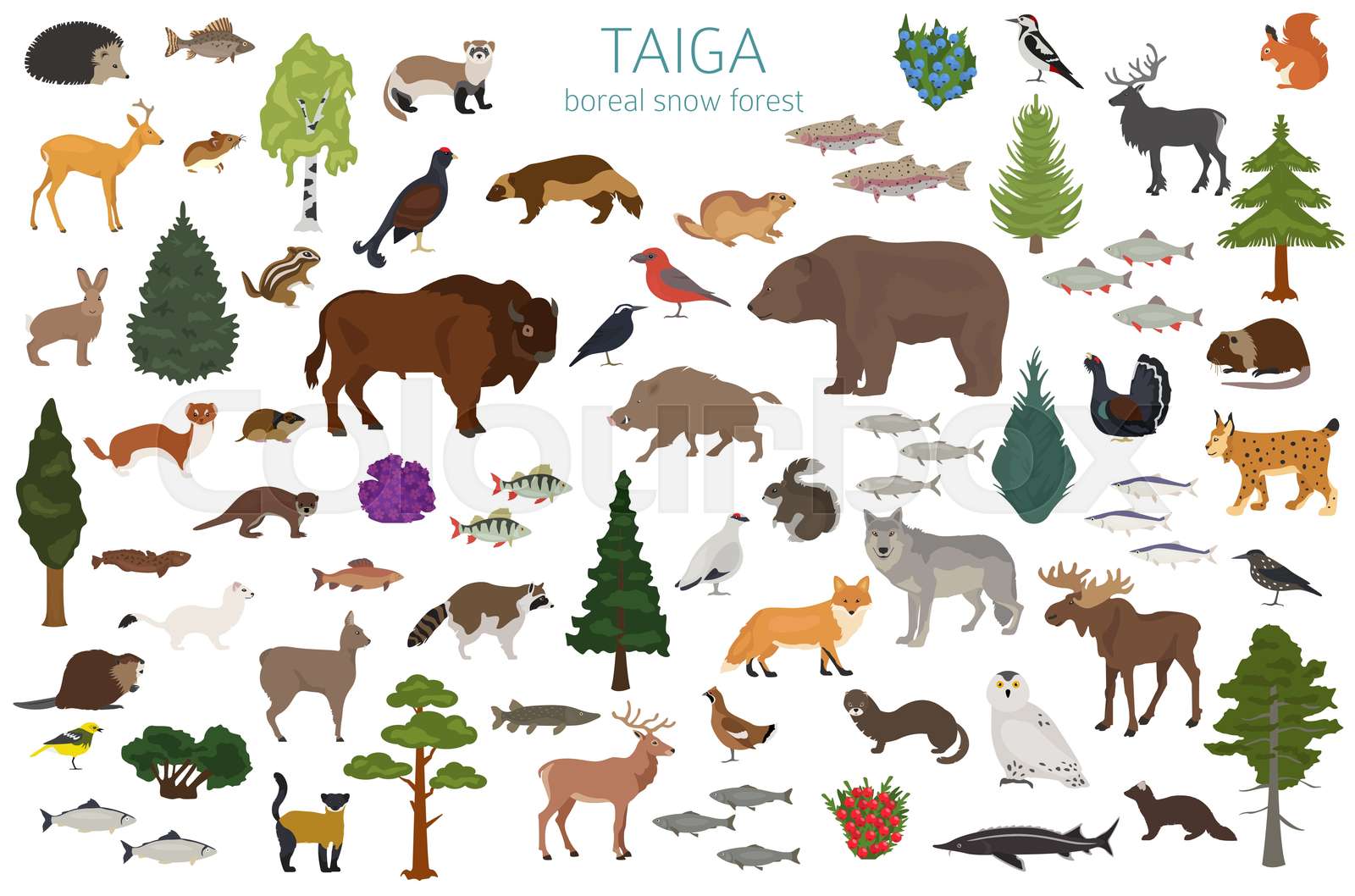 15 Animals That Live In The Taiga 15 Animals That Live In The Taiga