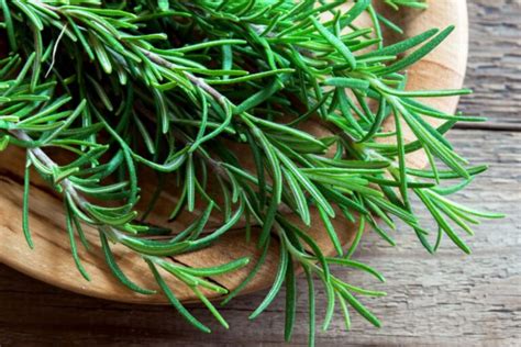 5 Common Bugs That Rosemary Repels And How 2025 Rooted Revival