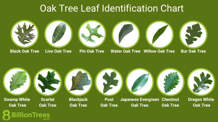 8 Key Leaf Features To Confirm Oak Species