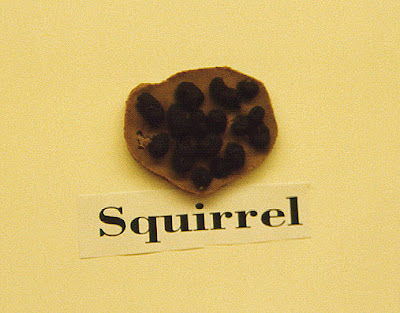 8 Scat The Squirrel Tips For Finding Food Faster