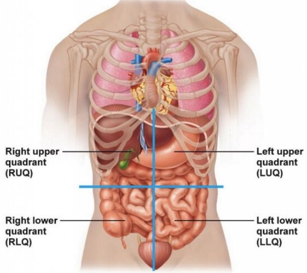 Abdomen Quadrants Organs