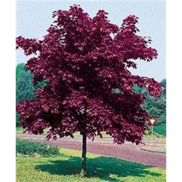 Acer Crimson King Growth Rate: Fast Facts