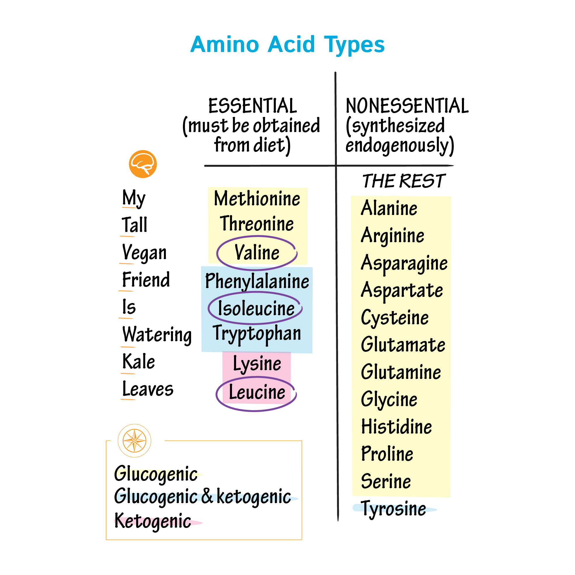 Amino Acids Types: Essential Nutrients For Health