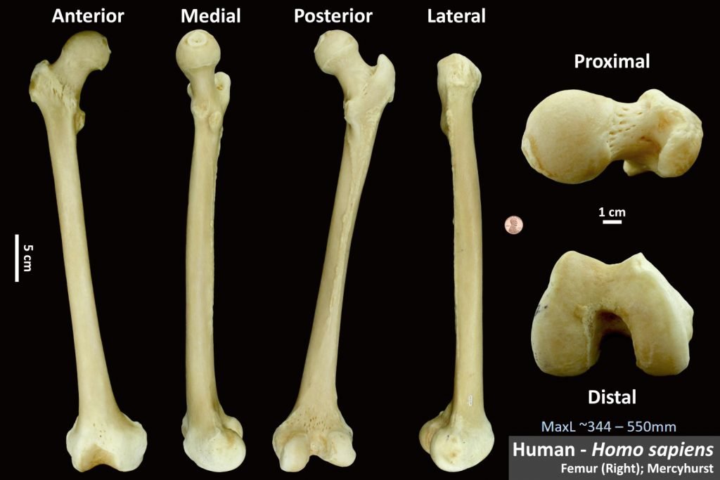 Animal Vs Human Bones