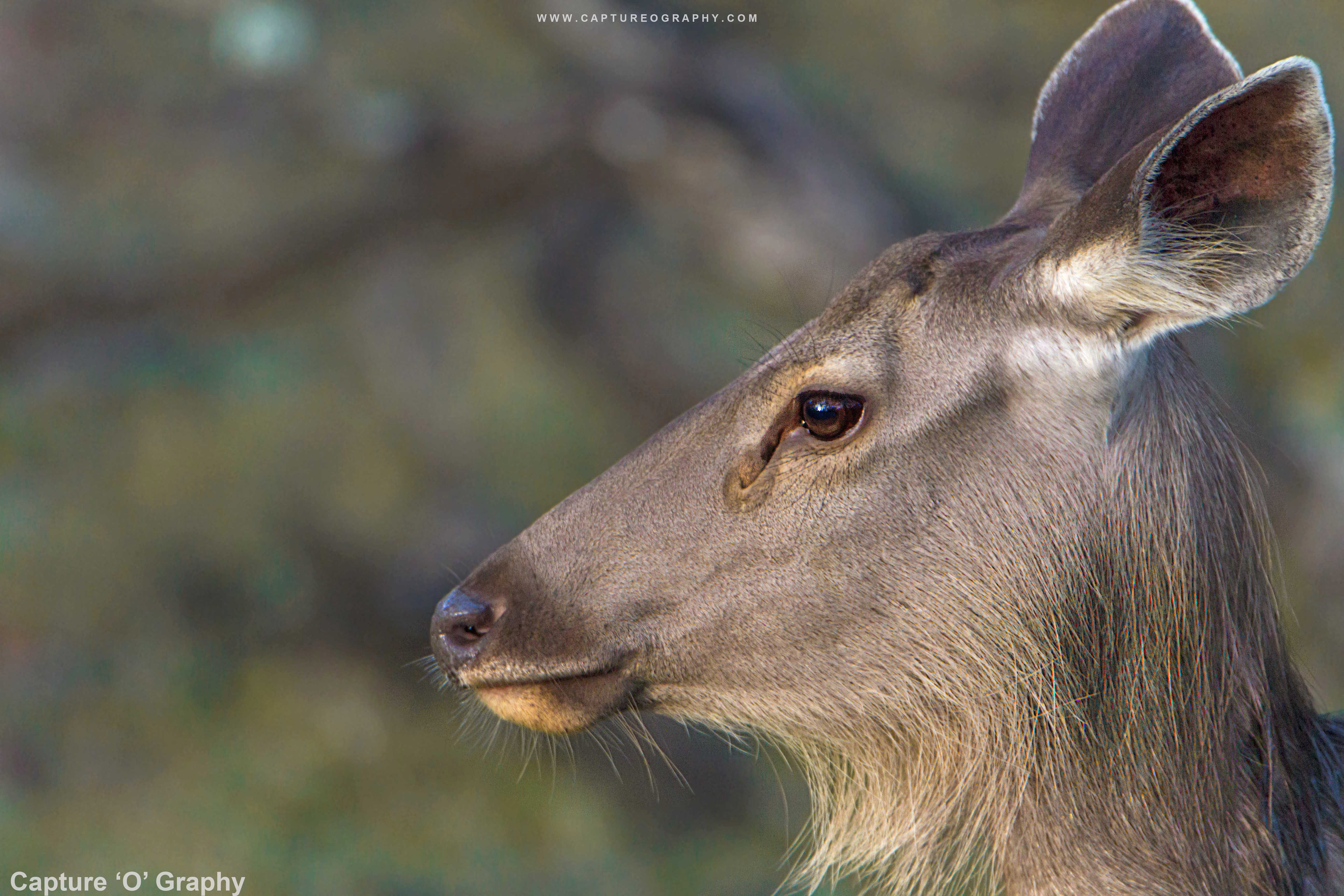 Animals With Excellent Hearing