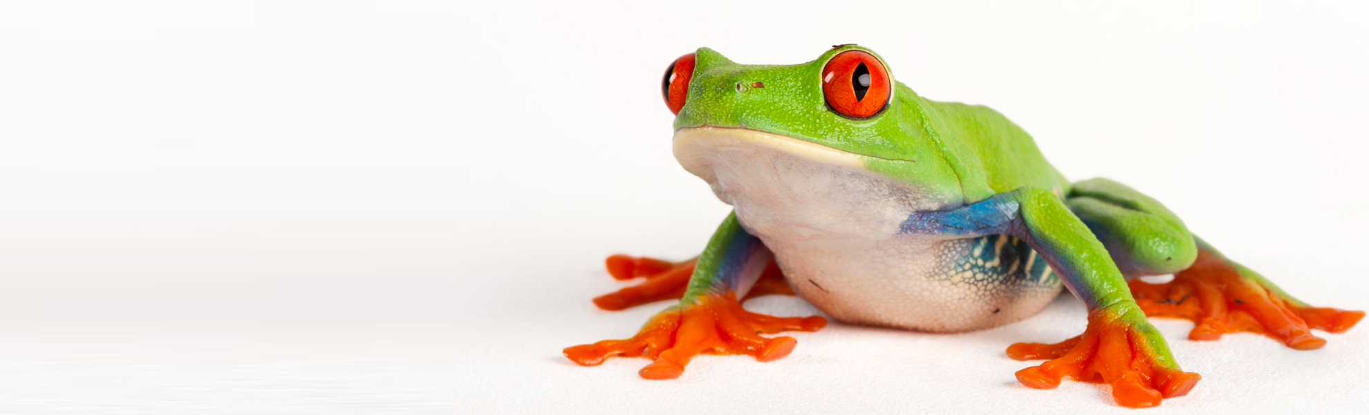 Are Frogs A Reptile