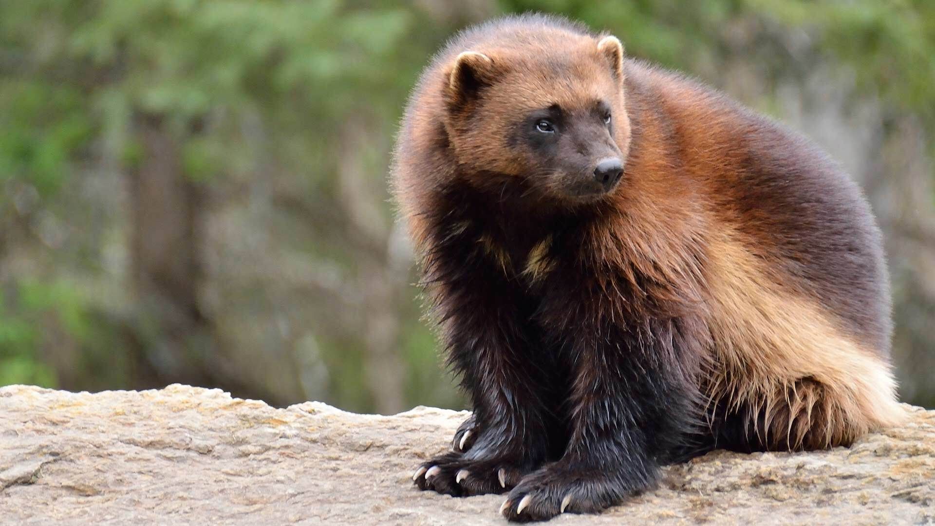 Are There Wolverines In Wisconsin