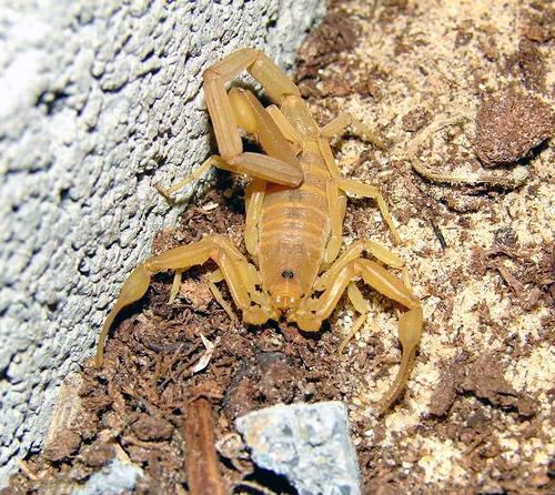 Arizona Bark Scorpions: Protect Yourself From Stings