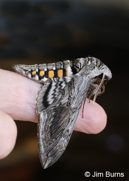 Arizona Hawk Moth