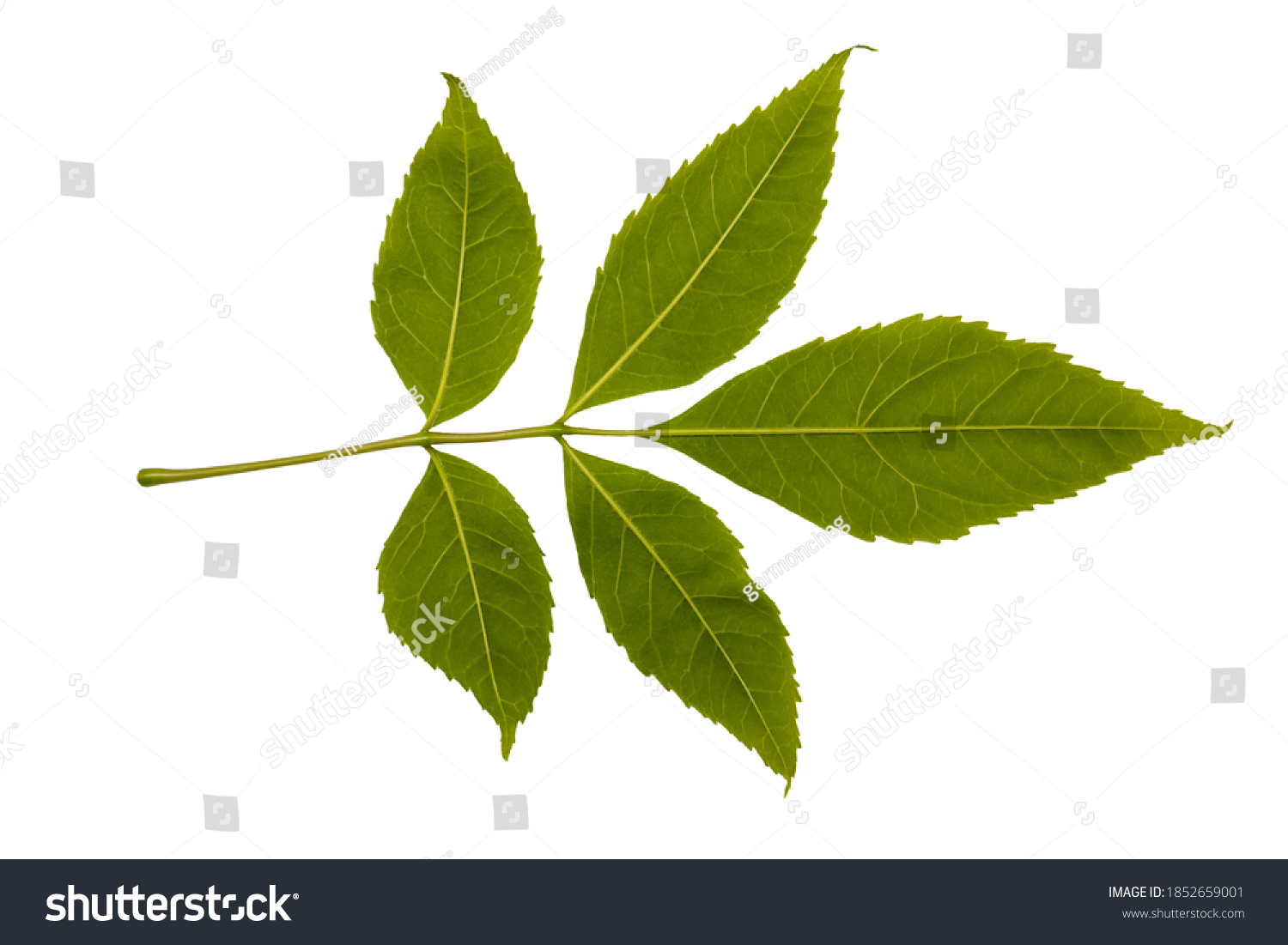 Ash Leaves Pictures