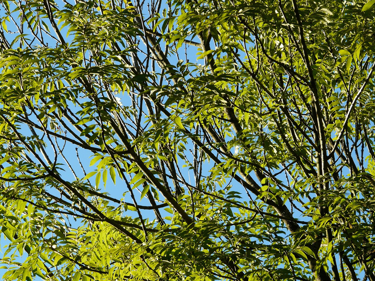 Ash Tree Pictures Leaves