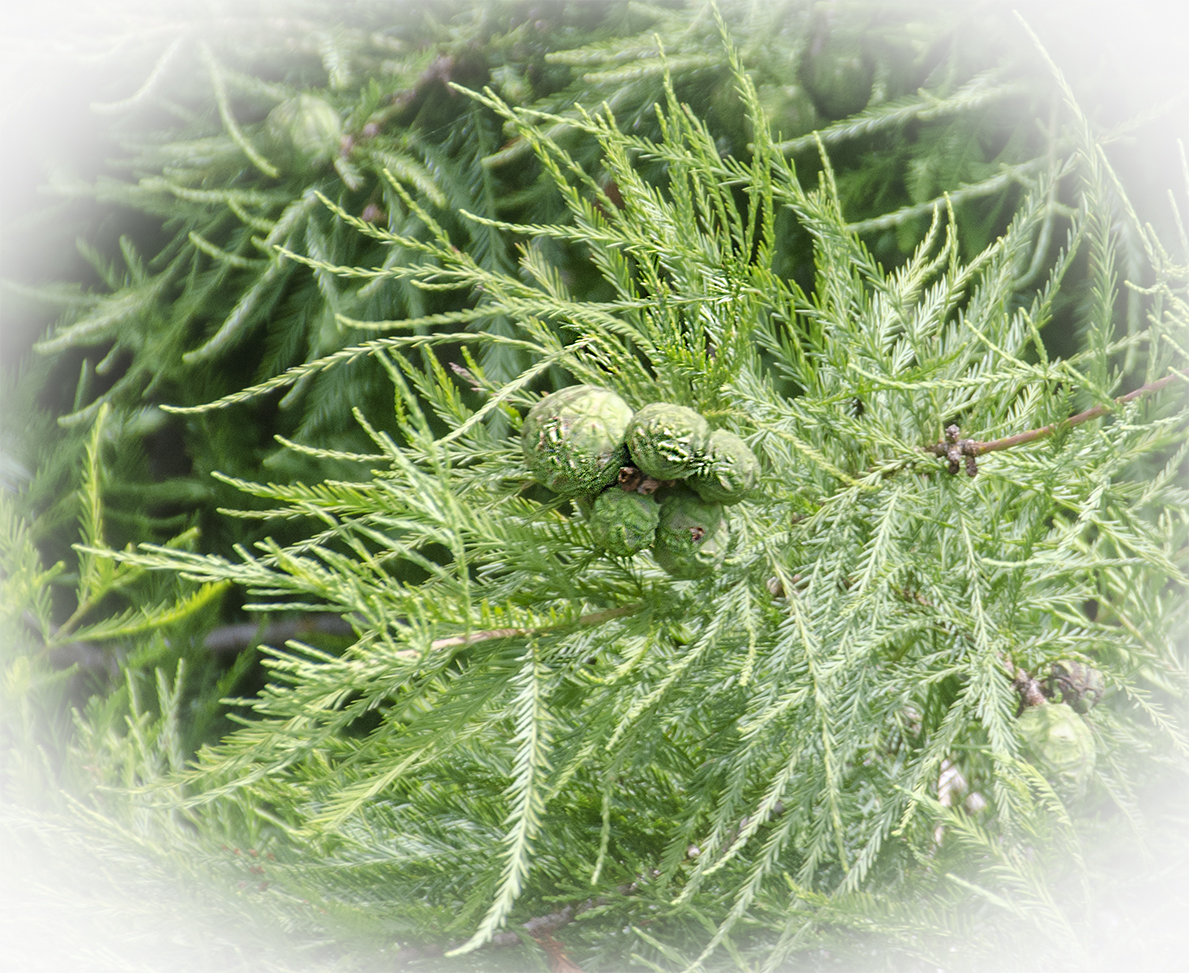 Bald Cypress Seed Germination