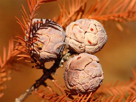 Bald Cypress Seeds After Taking Pictures I Wanted To Gath Flickr Bald Cypress Seeds After Taking Pictures I Wanted To Gath Flickr