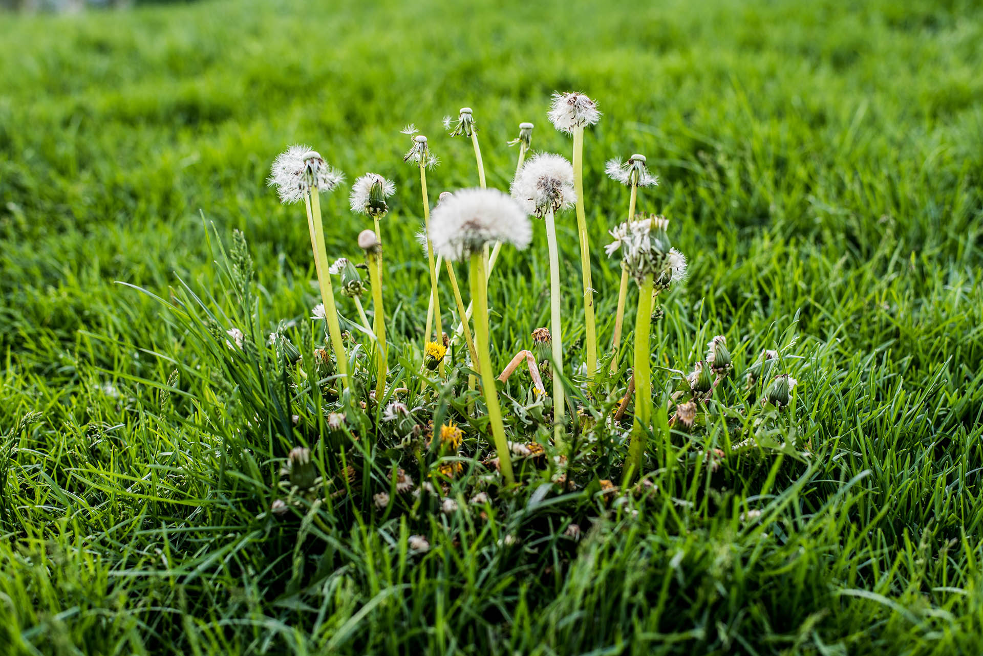 Best Lawn Care For Weeds