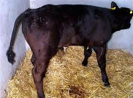 Black Leg Disease In Cattle