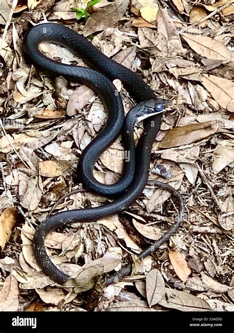 Black Snakes In Orlando Black Snakes In Orlando